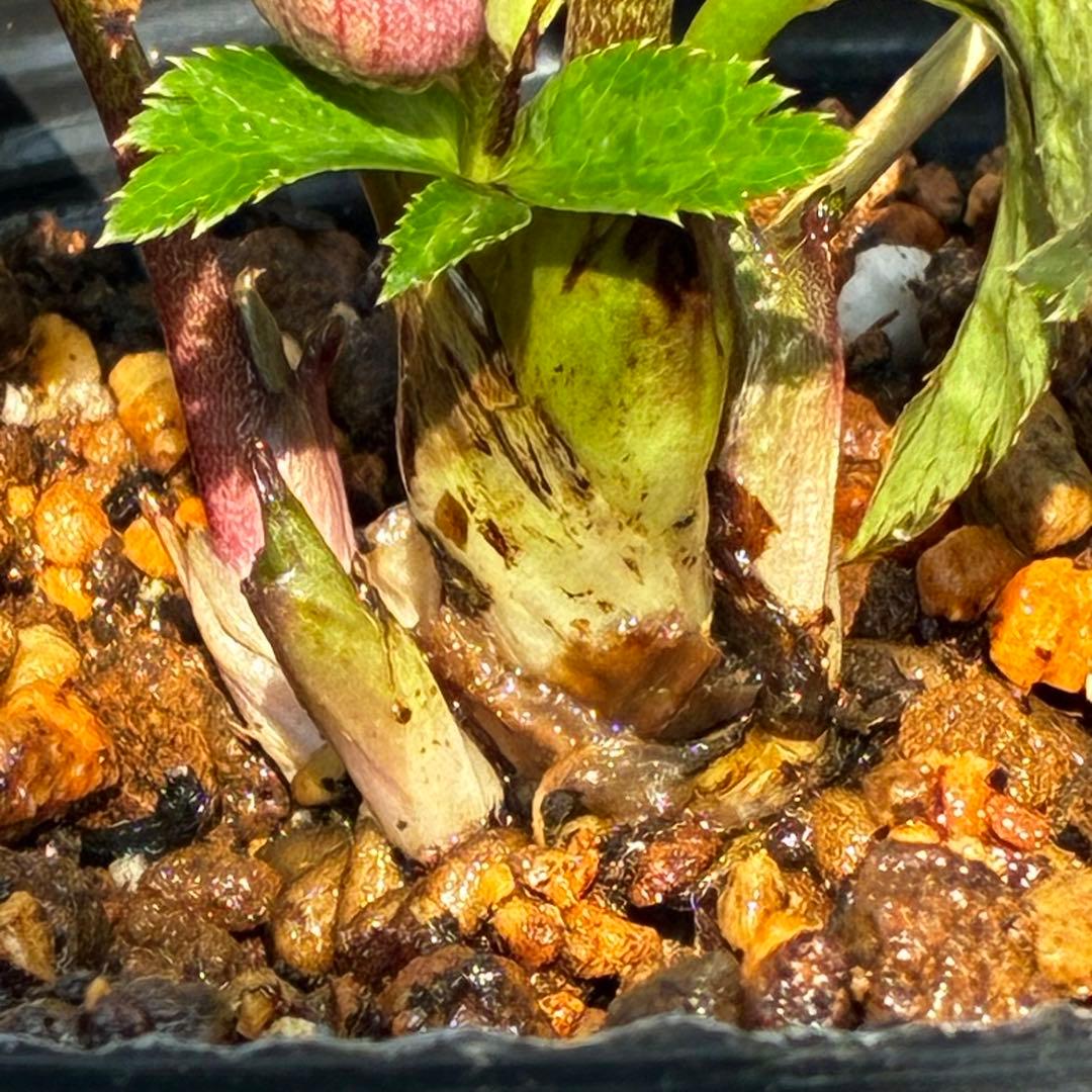 ま*ぎ様 3538☘️蕾花タグ付き☘️⭐️渋み紅ピンク⭐️超小輪⭐️超コンパクト