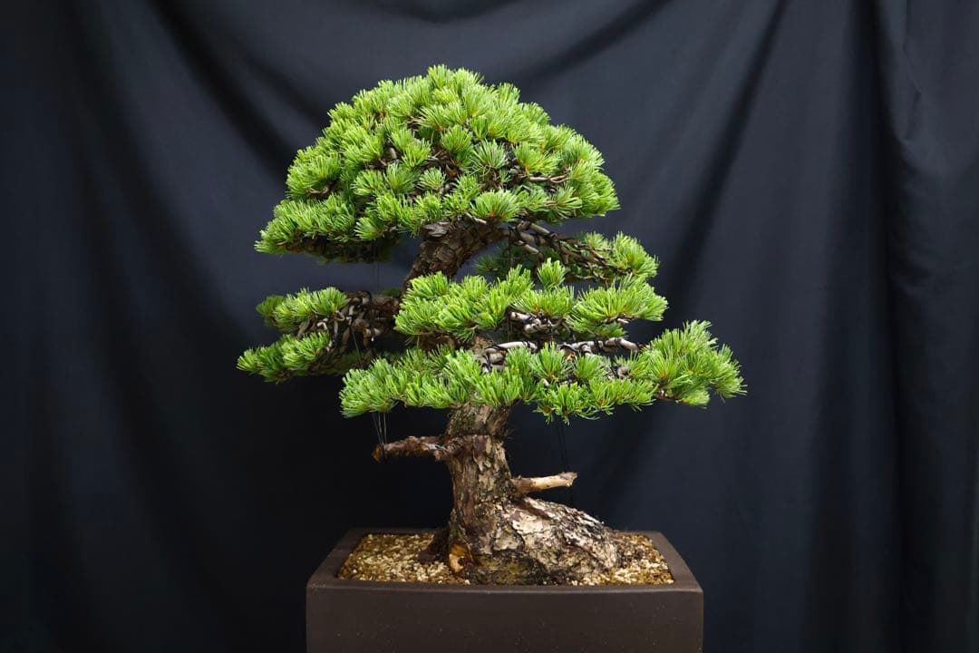 【五葉松】 樹高 67cm 大品盆栽