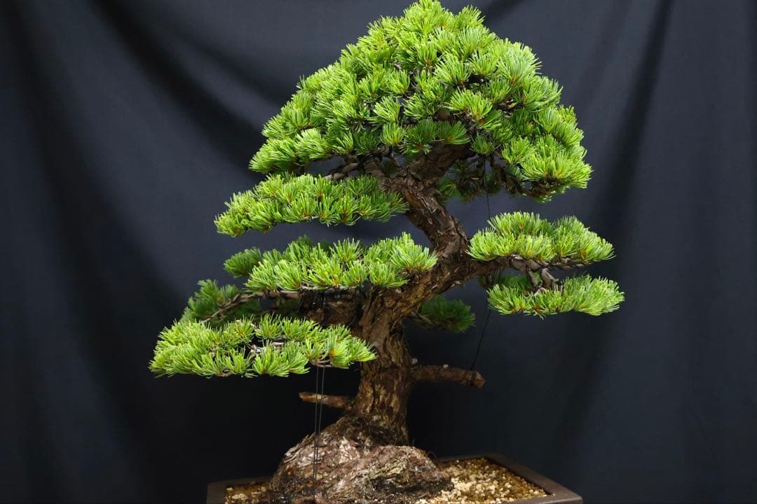 【五葉松】 樹高 67cm 大品盆栽