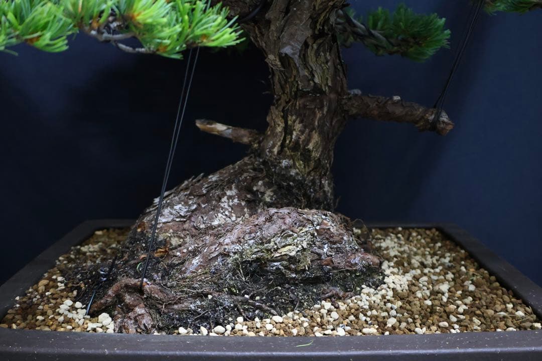 【五葉松】 樹高 67cm 大品盆栽