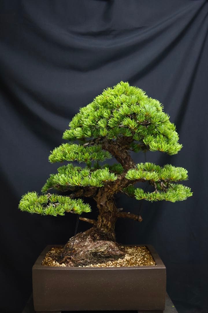 【五葉松】 樹高 67cm 大品盆栽