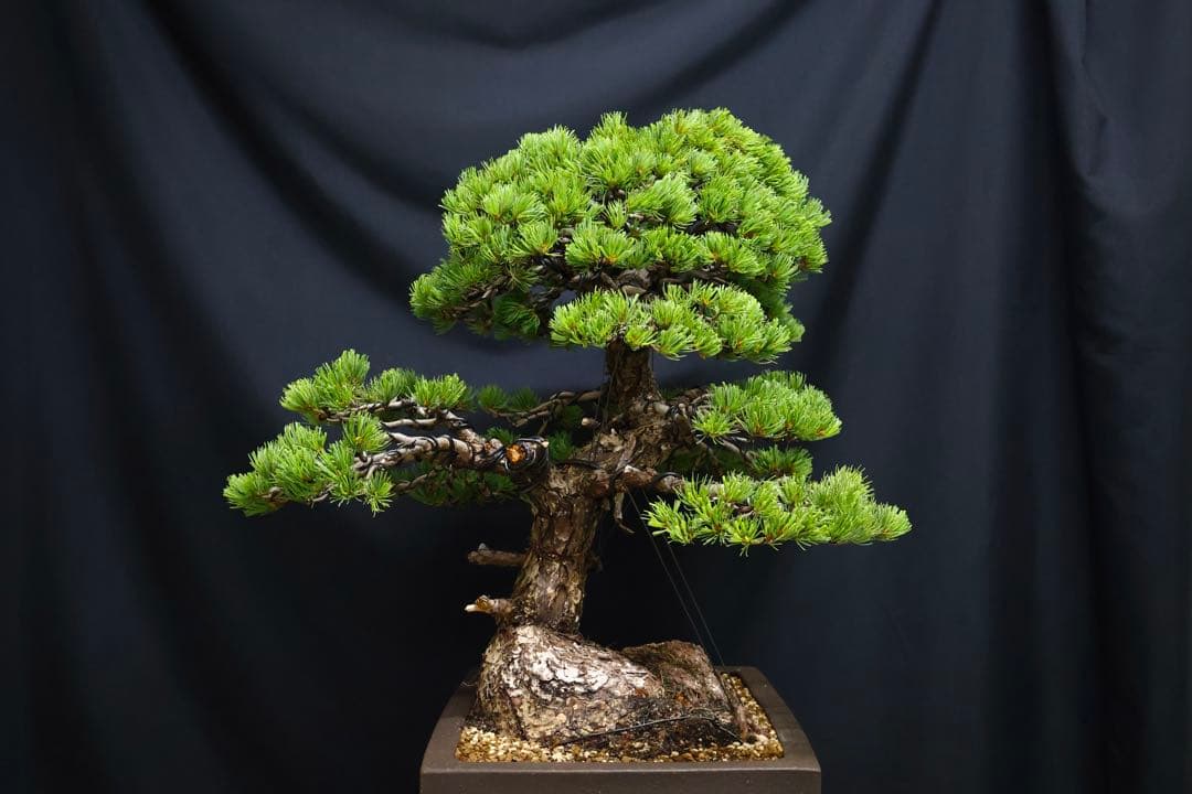 【五葉松】 樹高 67cm 大品盆栽