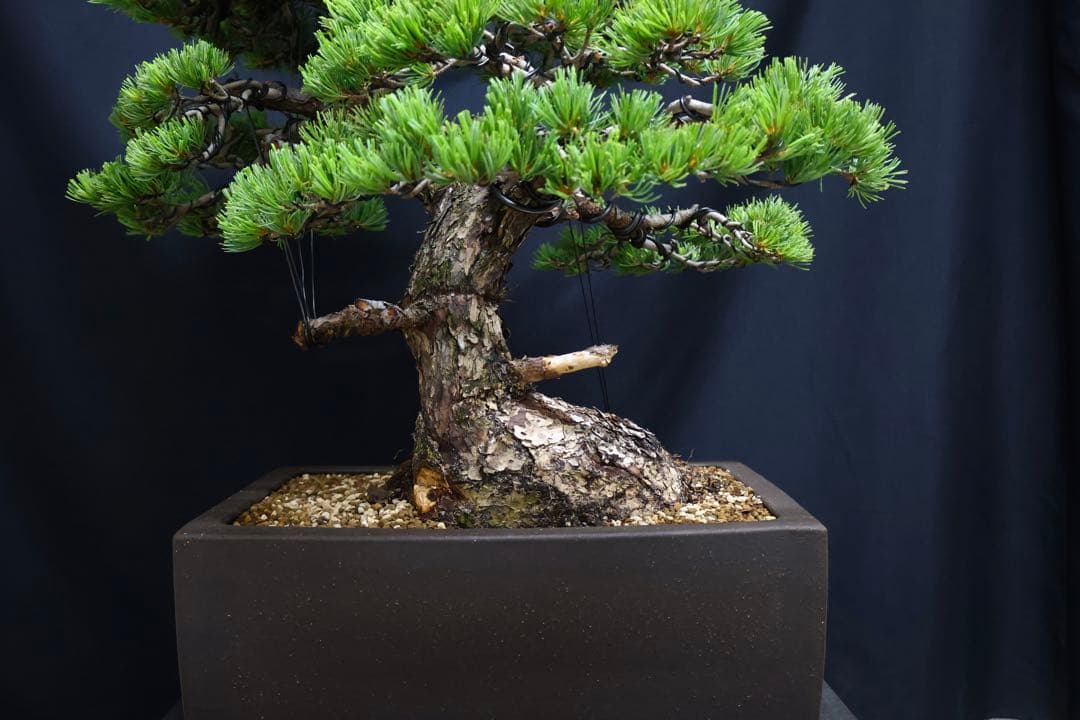 【五葉松】 樹高 67cm 大品盆栽