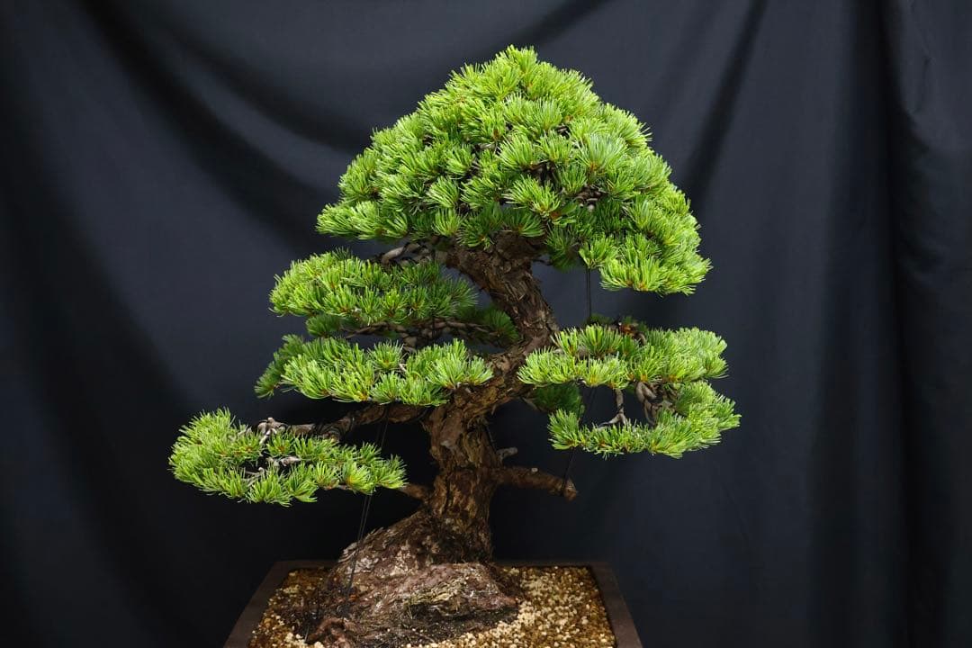 【五葉松】 樹高 67cm 大品盆栽