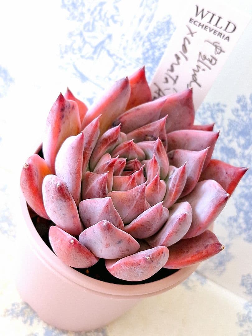 Top【選抜株】 多肉植物 24185モンローHyb 105個 プラグトレー苗