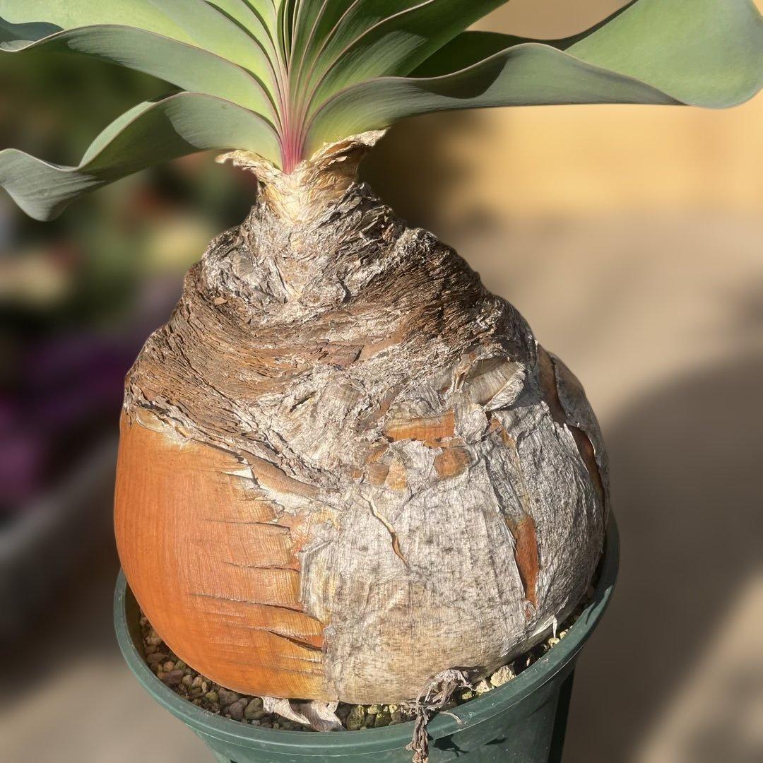 N*※様 ブーファン ハエマンソイデス