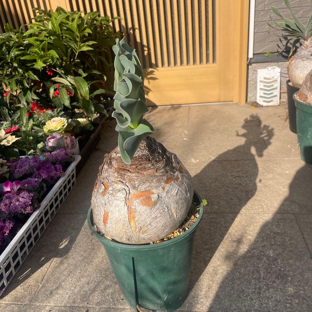 N*※様 ブーファン ハエマンソイデス