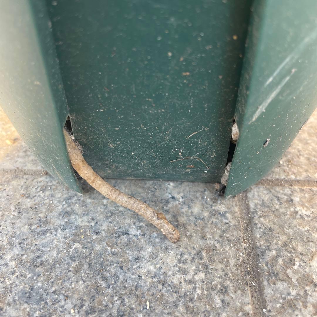 N*※様 ブーファン ハエマンソイデス