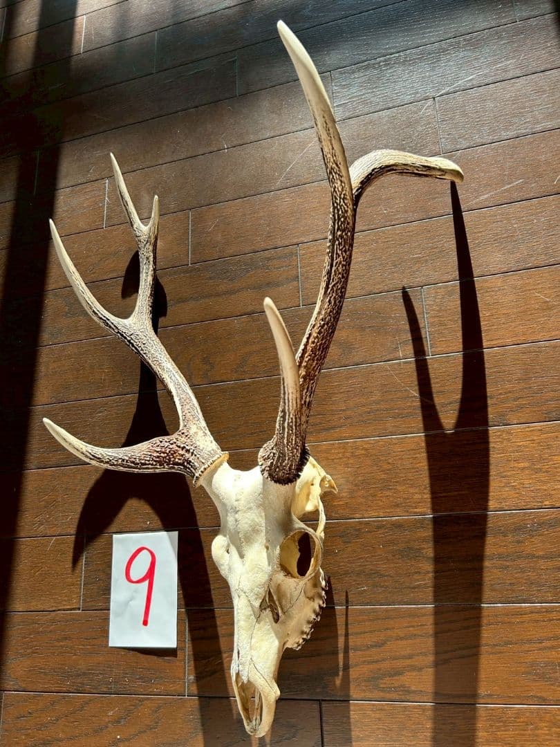 ⑨[特大][1点もの] ハンティングトロフィー　鹿の角　頭蓋骨　日本鹿　スカル