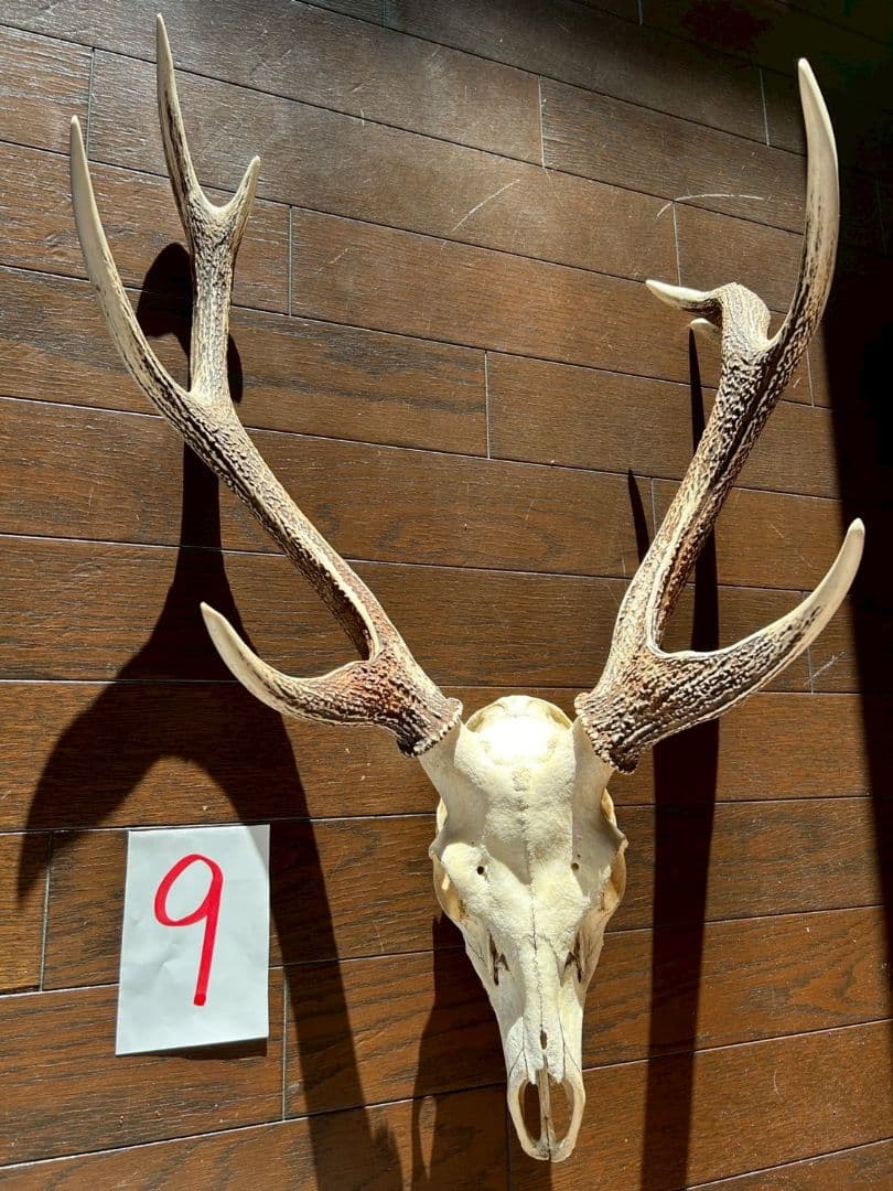 ⑨[特大][1点もの] ハンティングトロフィー　鹿の角　頭蓋骨　日本鹿　スカル