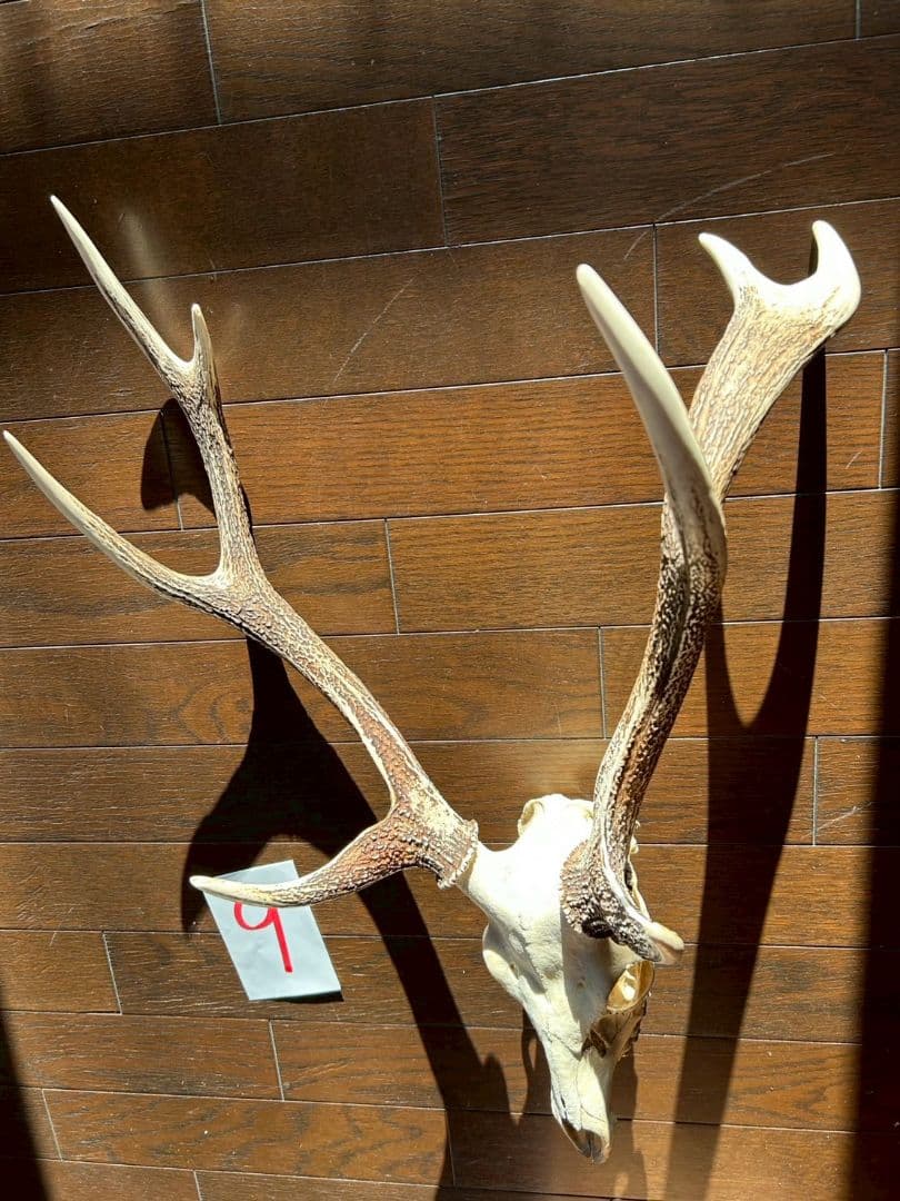 ⑨[特大][1点もの] ハンティングトロフィー　鹿の角　頭蓋骨　日本鹿　スカル