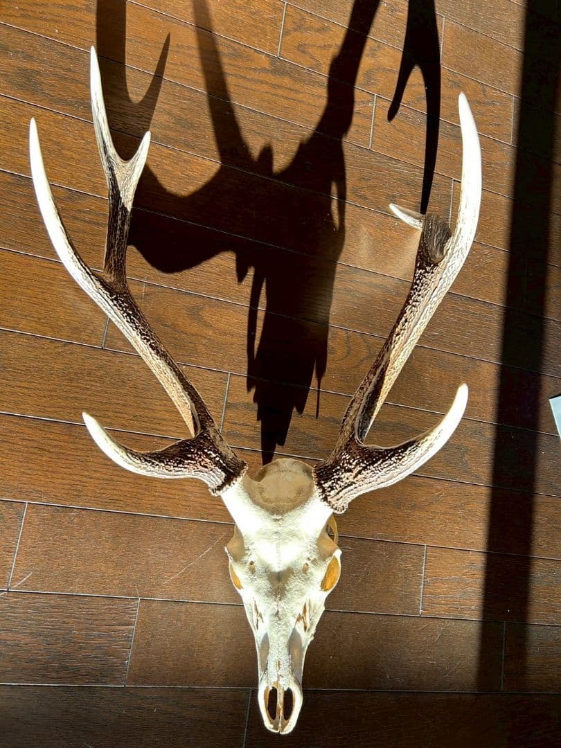 ⑨[特大][1点もの] ハンティングトロフィー　鹿の角　頭蓋骨　日本鹿　スカル
