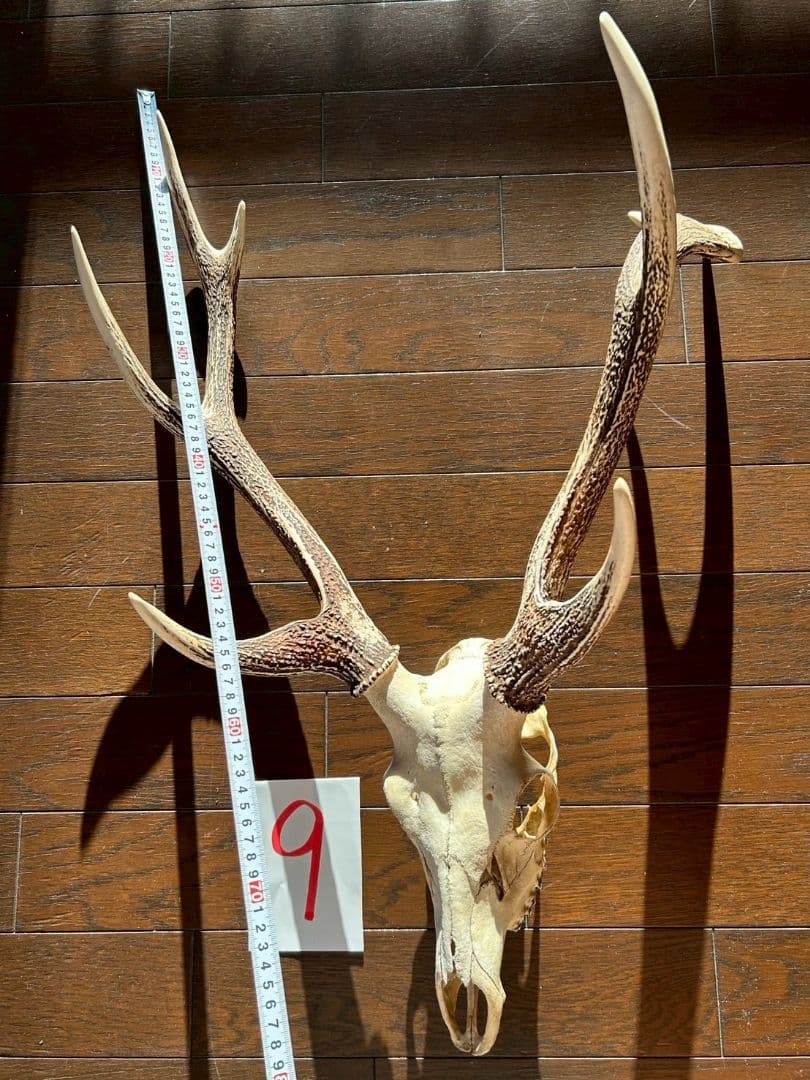 ⑨[特大][1点もの] ハンティングトロフィー　鹿の角　頭蓋骨　日本鹿　スカル