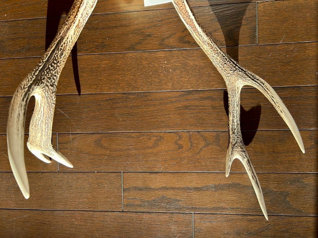 ⑨[特大][1点もの] ハンティングトロフィー　鹿の角　頭蓋骨　日本鹿　スカル