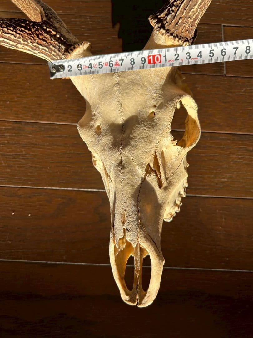 ⑨[特大][1点もの] ハンティングトロフィー　鹿の角　頭蓋骨　日本鹿　スカル