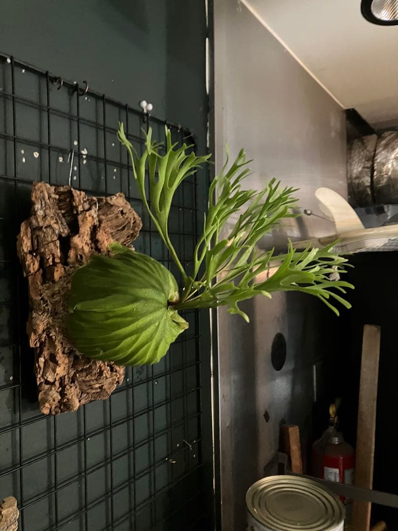 リドレイナノ　撒きビカクシダ