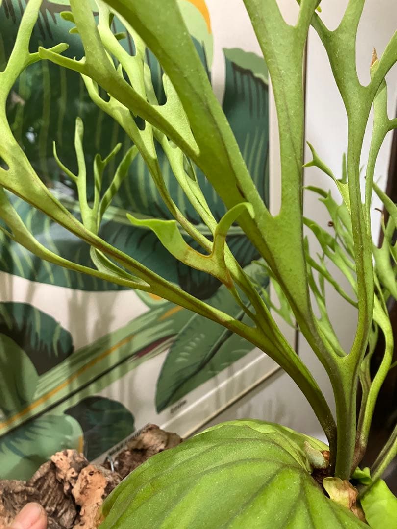 リドレイナノ　撒きビカクシダ