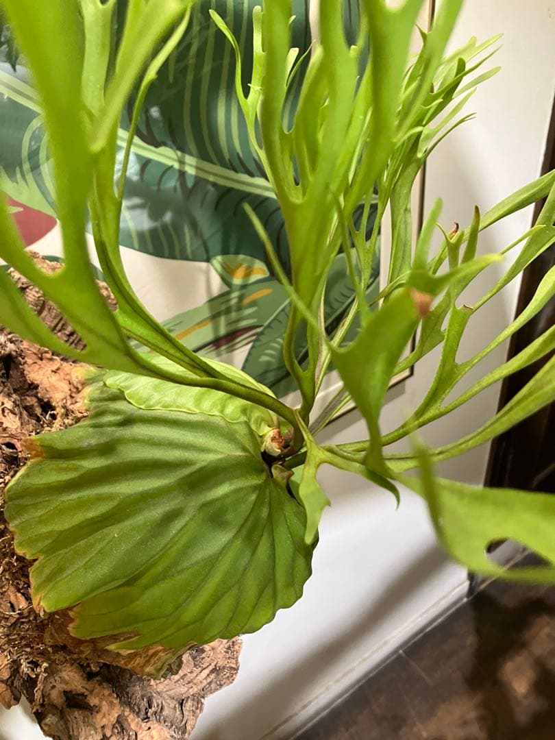 リドレイナノ　撒きビカクシダ