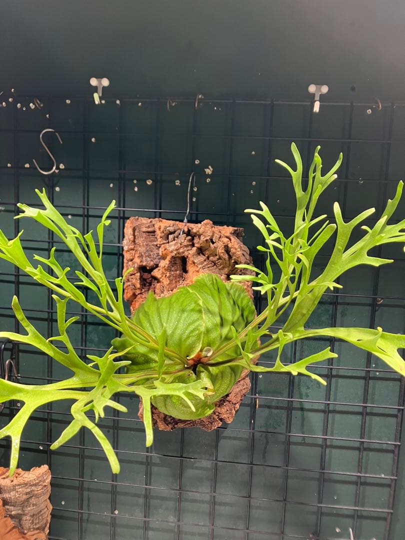 リドレイナノ　撒きビカクシダ