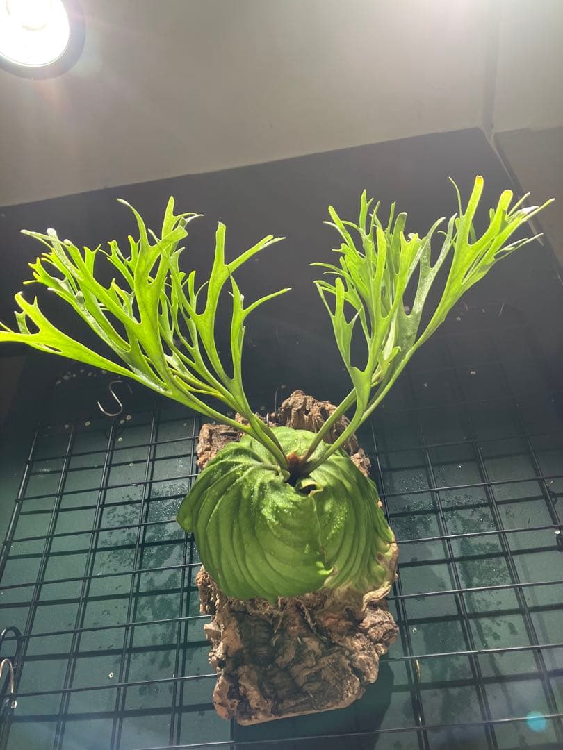 リドレイナノ　撒きビカクシダ