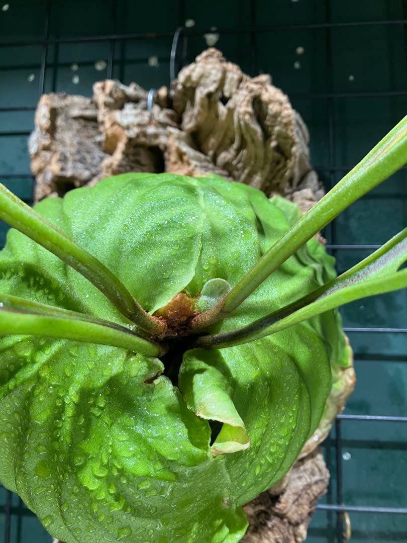 リドレイナノ　撒きビカクシダ