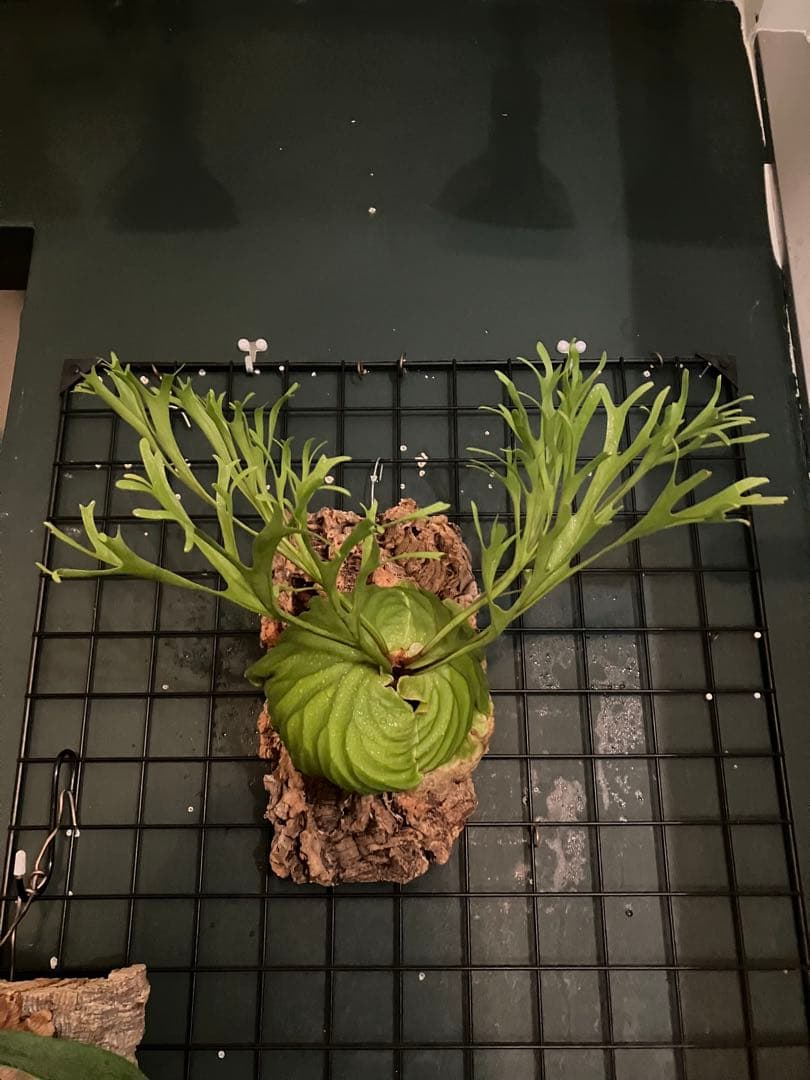 リドレイナノ　撒きビカクシダ