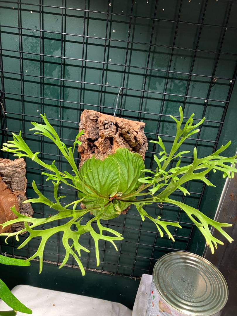 リドレイナノ　撒きビカクシダ