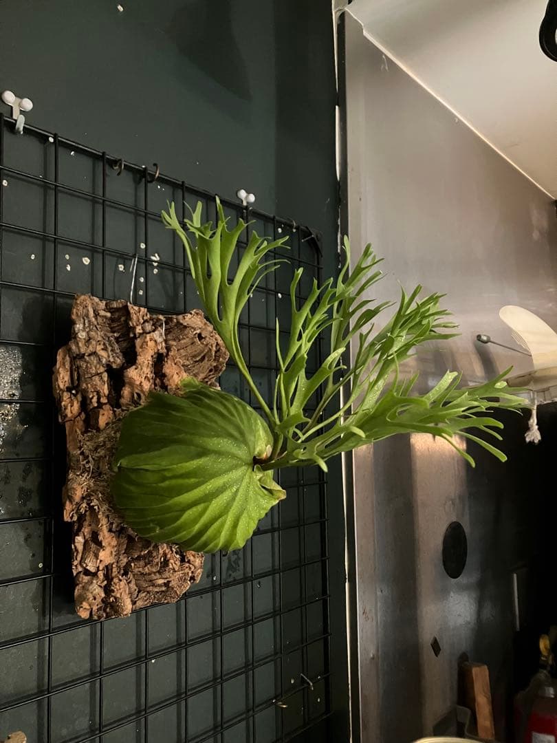 リドレイナノ　撒きビカクシダ