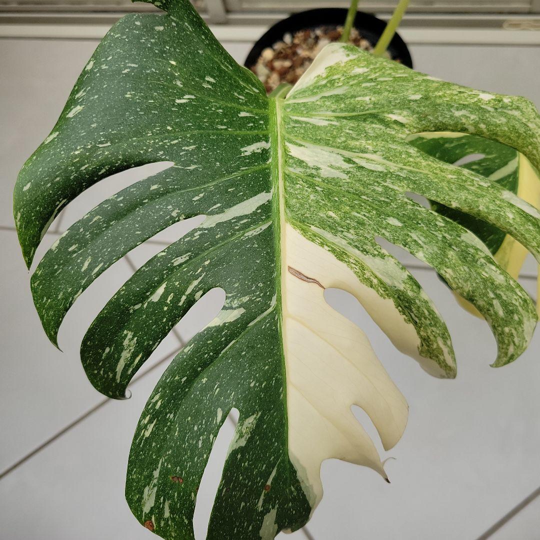超希少】モンステラレガシーMonstera Legacy Variegata☆ - メルカリ