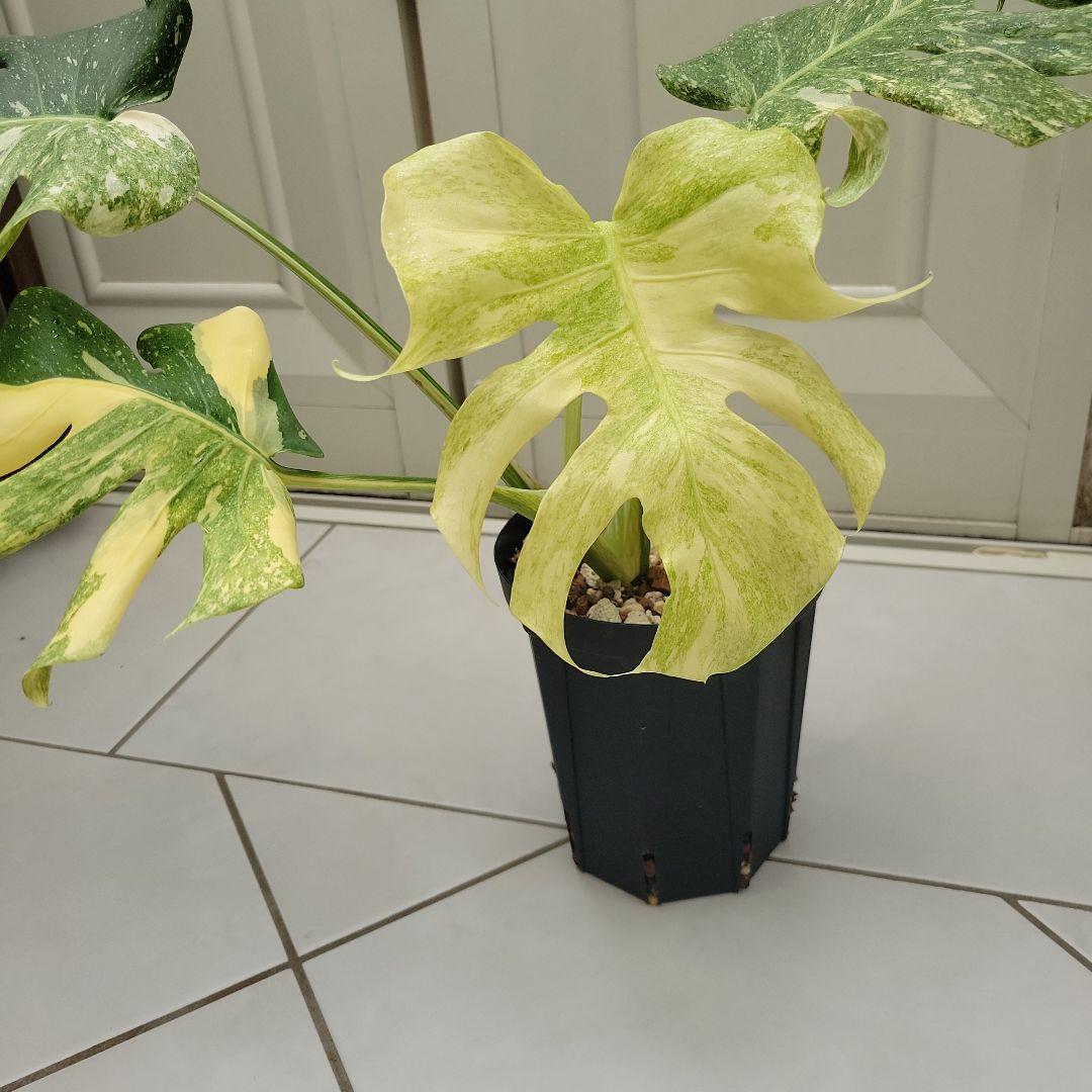 超希少】モンステラレガシーMonstera Legacy Variegata☆ - メルカリ