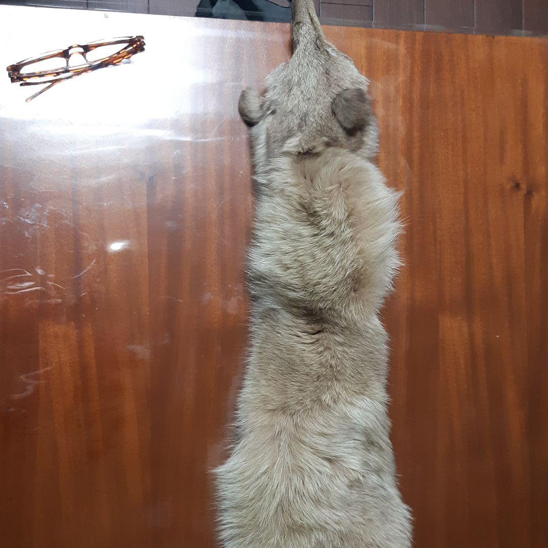 リアル フォックス ファー 毛皮 襟巻き ショール マフラー顔つき 茶