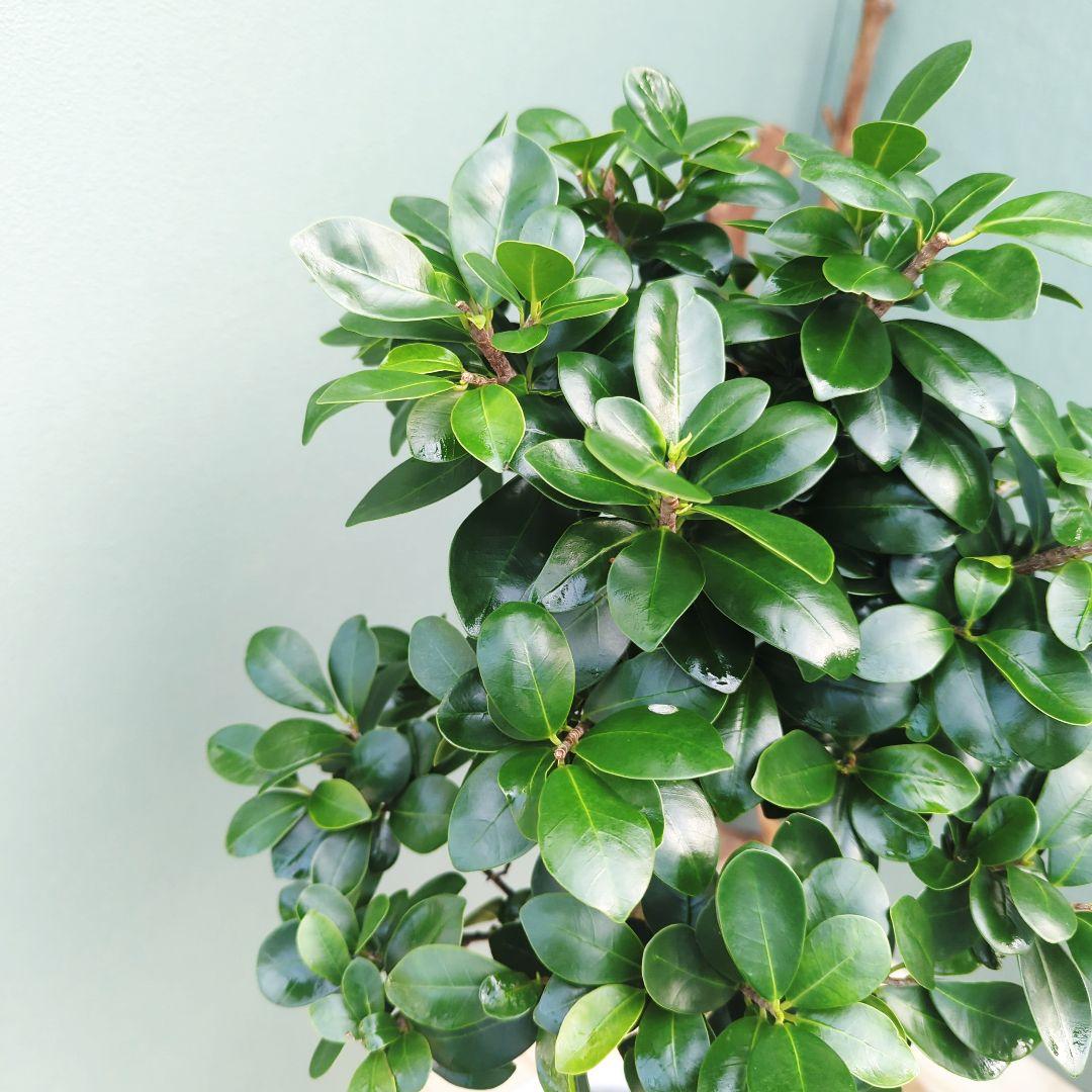 現品】縁起物 ギフト お祝い 昇龍 ガジュマル 白 陶器7号ロングポット