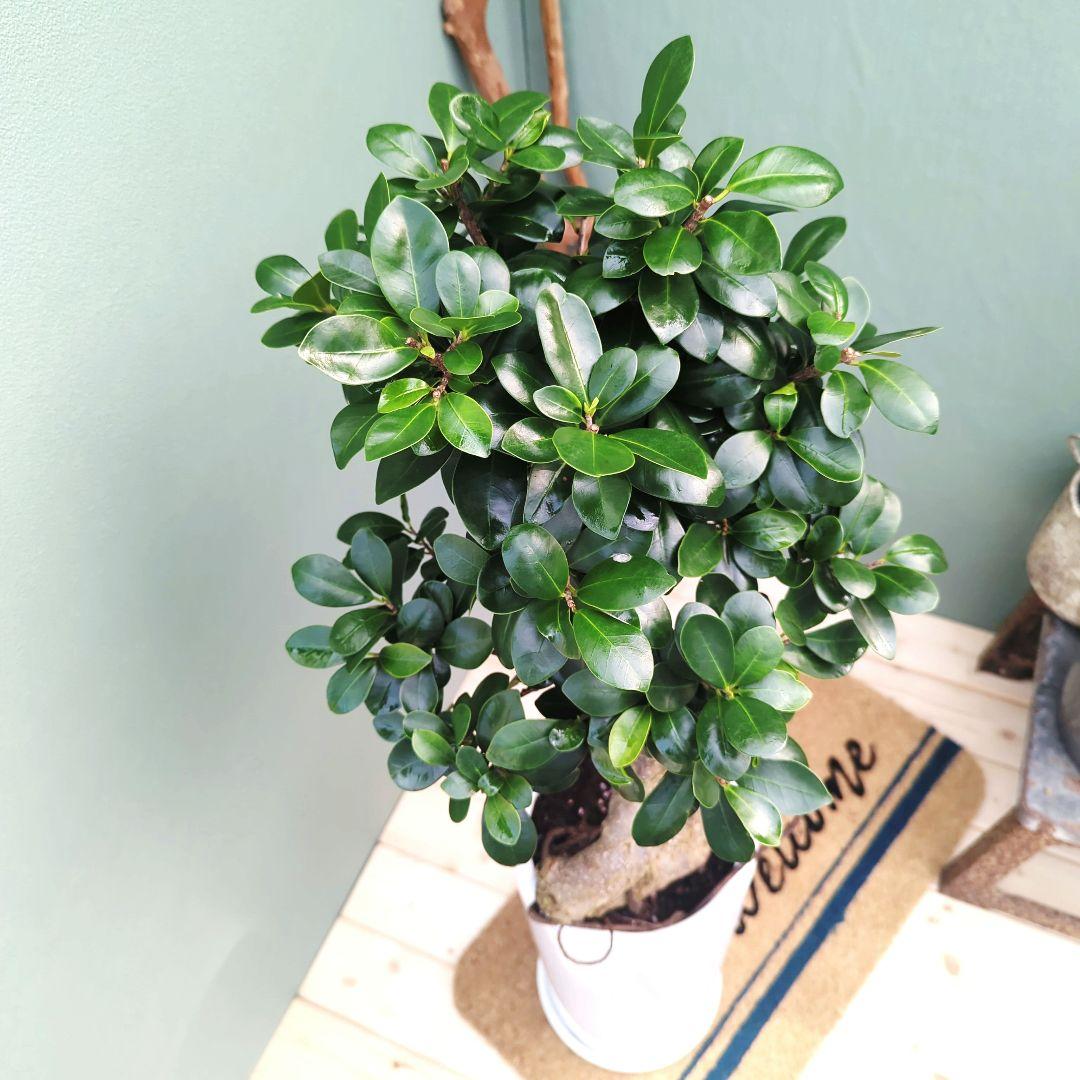 現品】縁起物 ギフト お祝い 昇龍 ガジュマル 白 陶器7号ロングポット