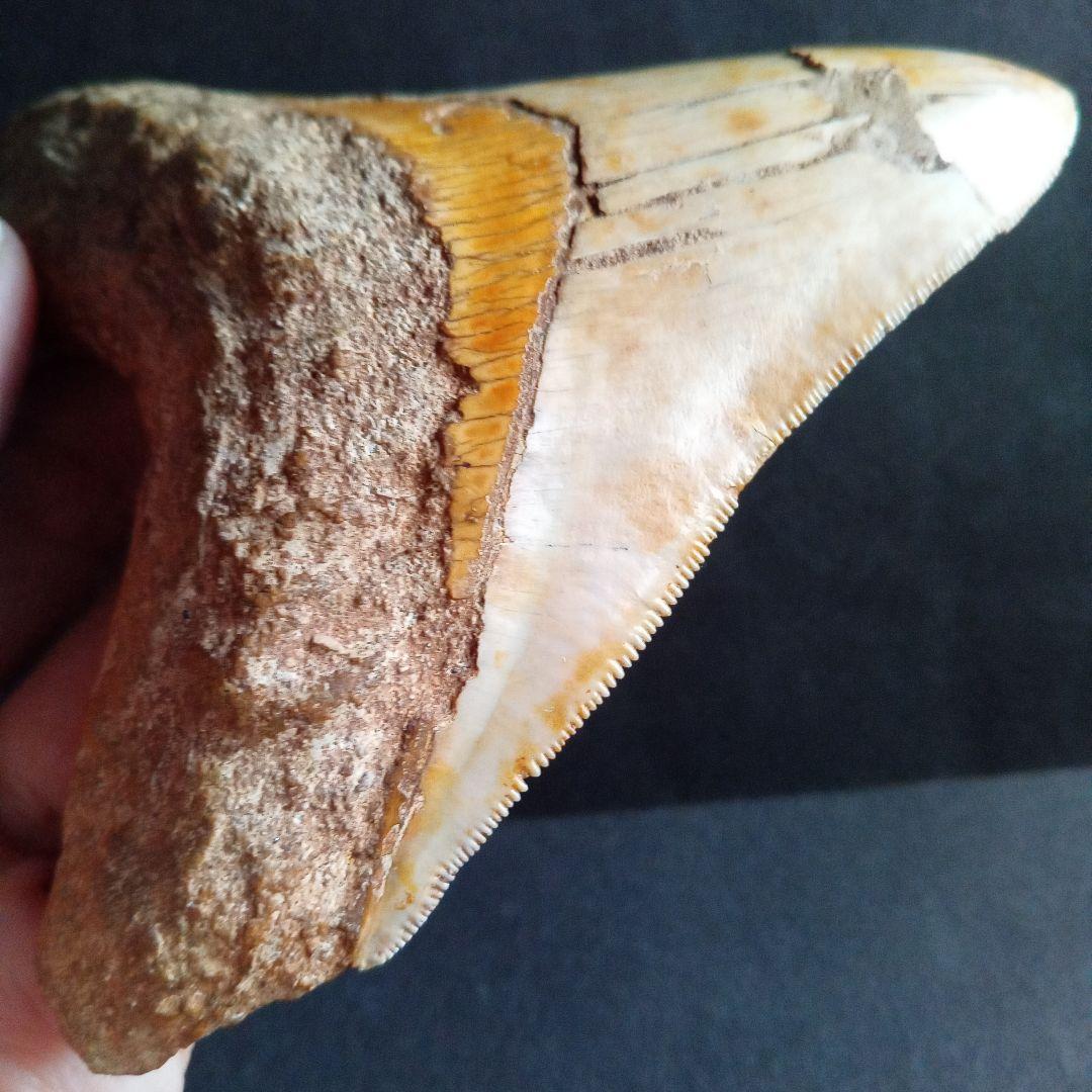 サメの歯　化石標本　メガロドン　イエロー　ナチュラル歯　108mm