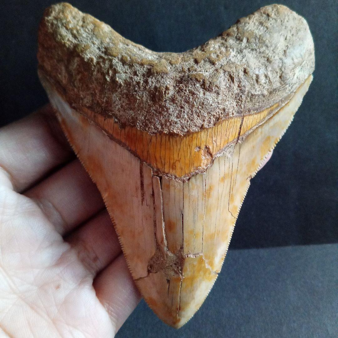 サメの歯　化石標本　メガロドン　イエロー　ナチュラル歯　108mm