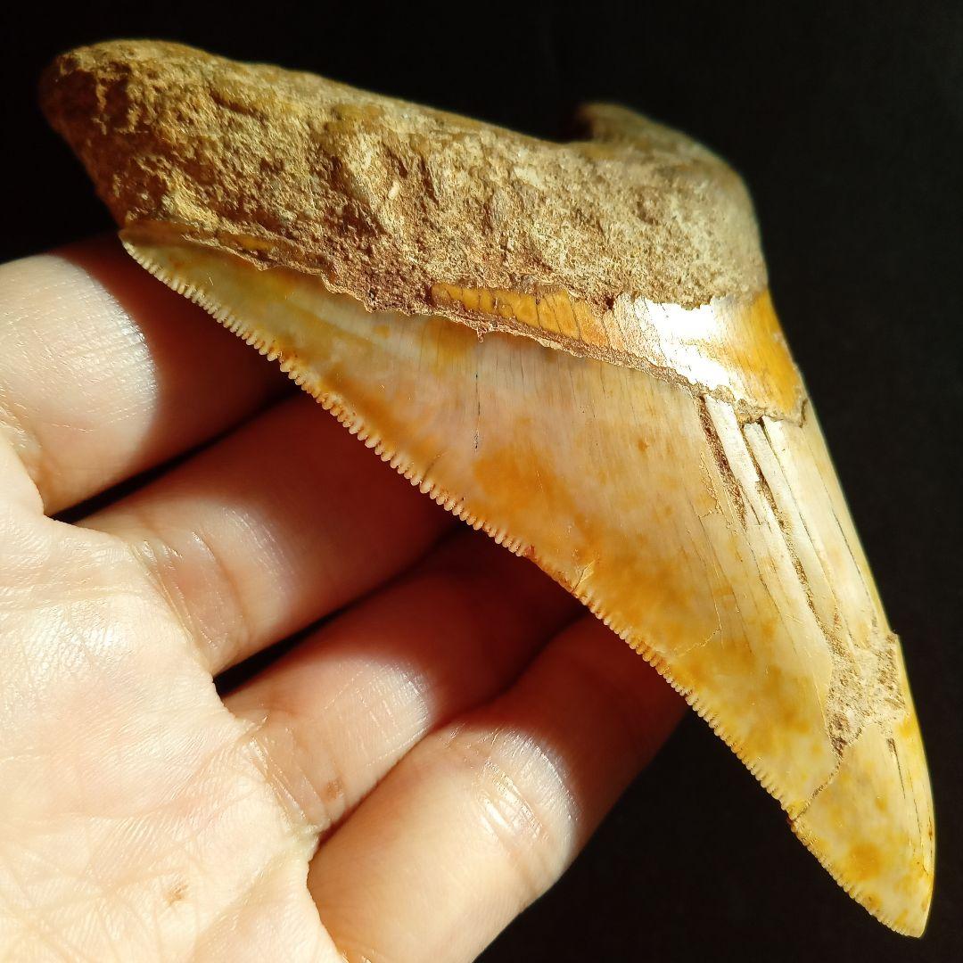 サメの歯　化石標本　メガロドン　イエロー　ナチュラル歯　108mm
