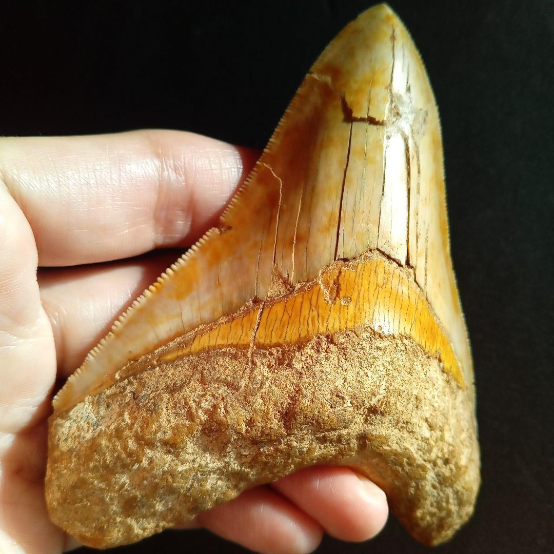 サメの歯　化石標本　メガロドン　イエロー　ナチュラル歯　108mm