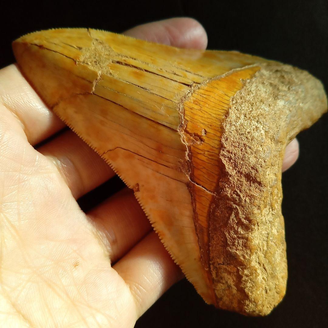 サメの歯　化石標本　メガロドン　イエロー　ナチュラル歯　108mm