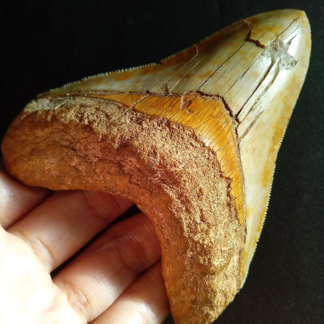 サメの歯　化石標本　メガロドン　イエロー　ナチュラル歯　108mm
