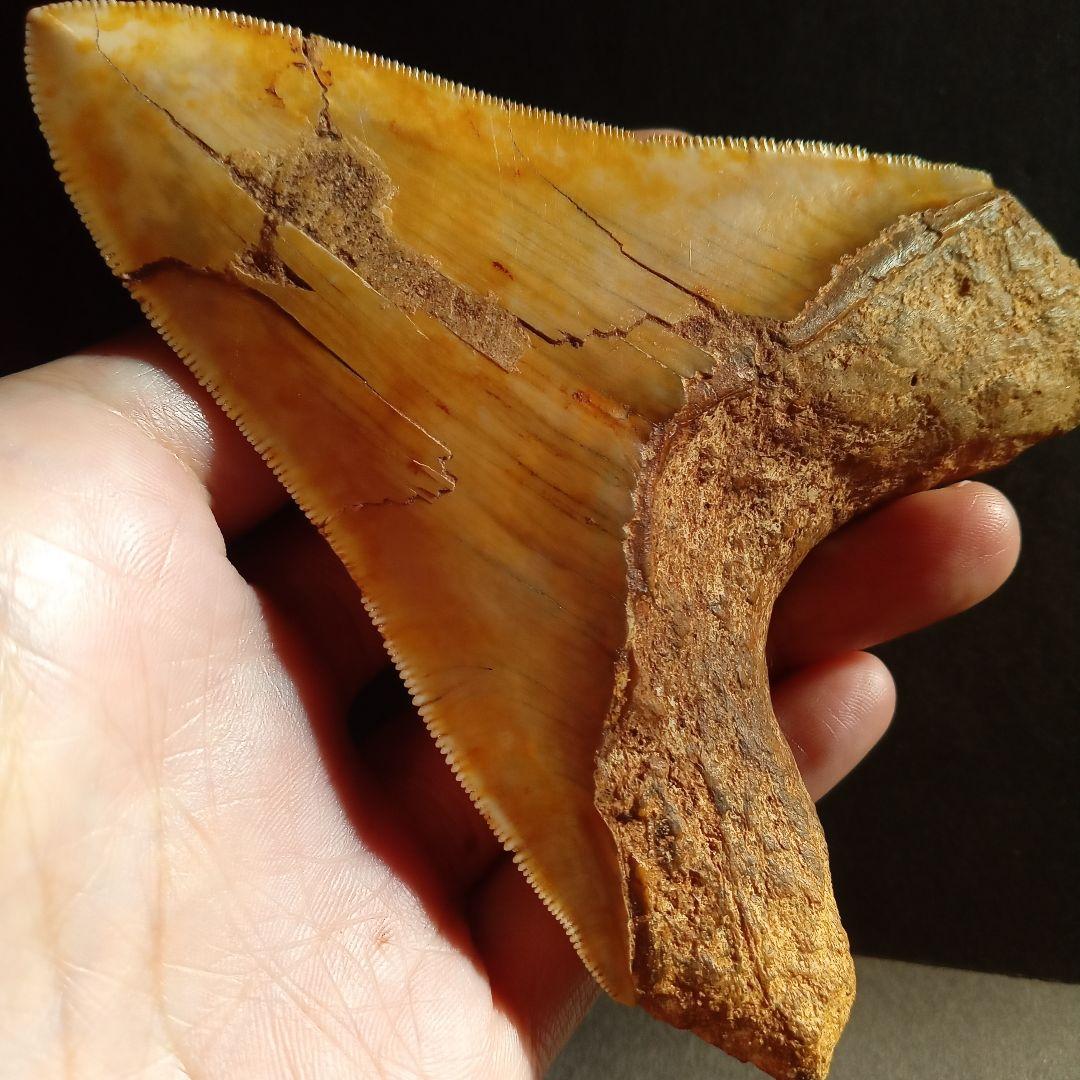 サメの歯　化石標本　メガロドン　イエロー　ナチュラル歯　108mm