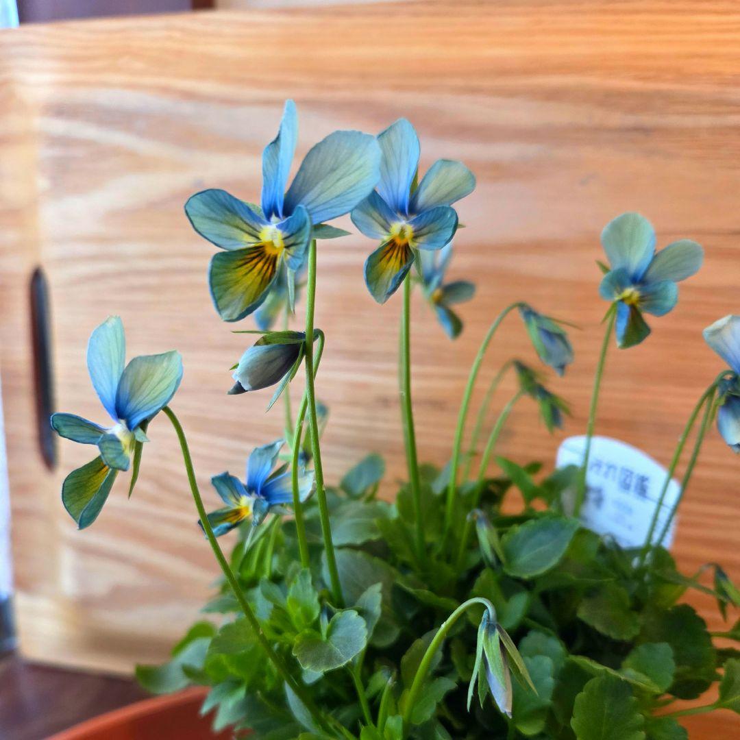 希少 ビオラ【すみれ図鑑】1ポット 11月20日終了 - メルカリ