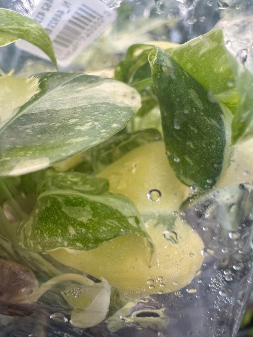 1モンステラ タイコンステレーション 美斑入り 組織培養苗 30株まとめ