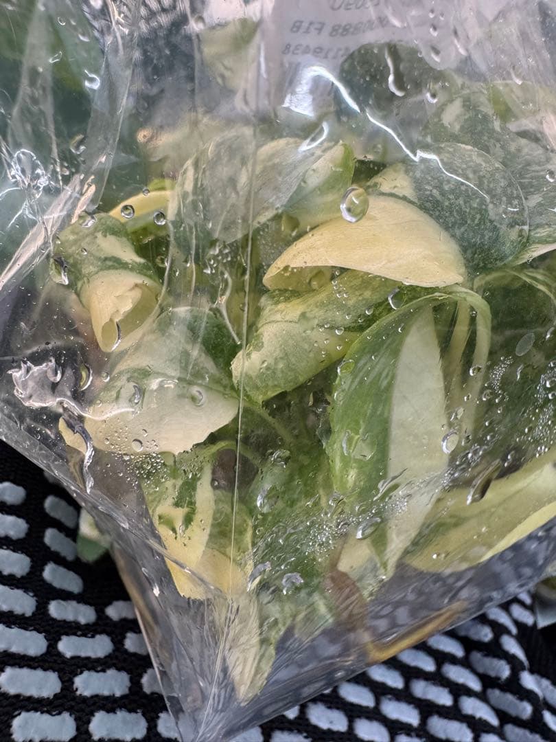 1モンステラ タイコンステレーション 美斑入り 組織培養苗 30株まとめ