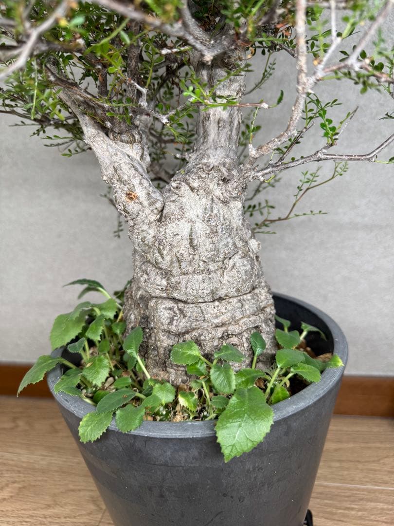 塊根植物・コーデックス Kawasakiz1