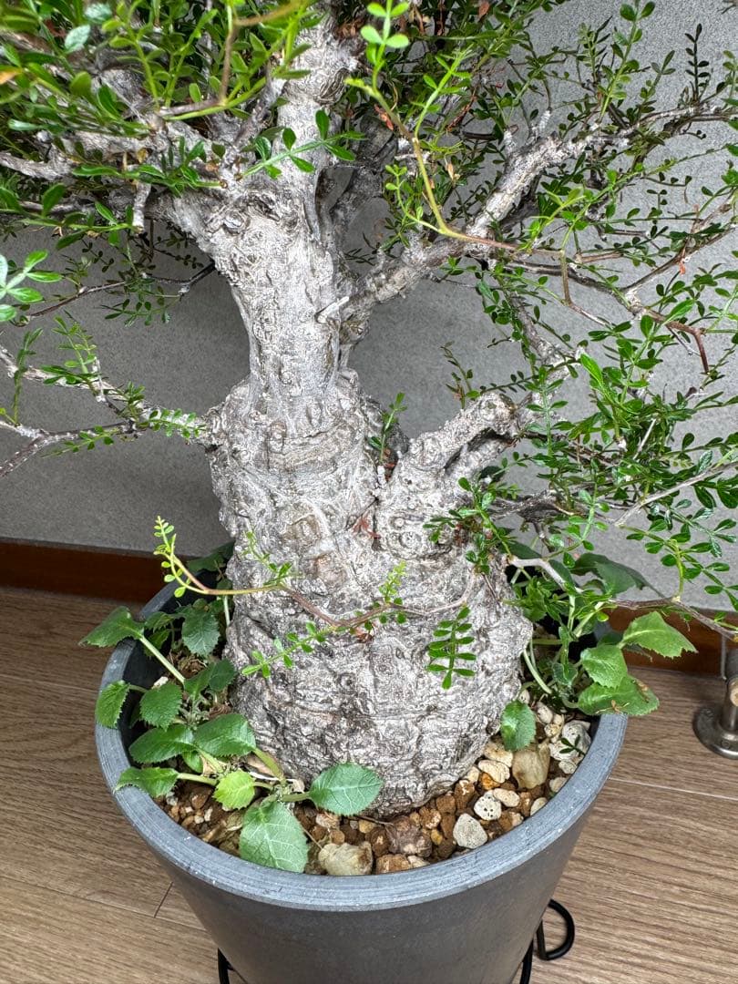 塊根植物・コーデックス Kawasakiz1