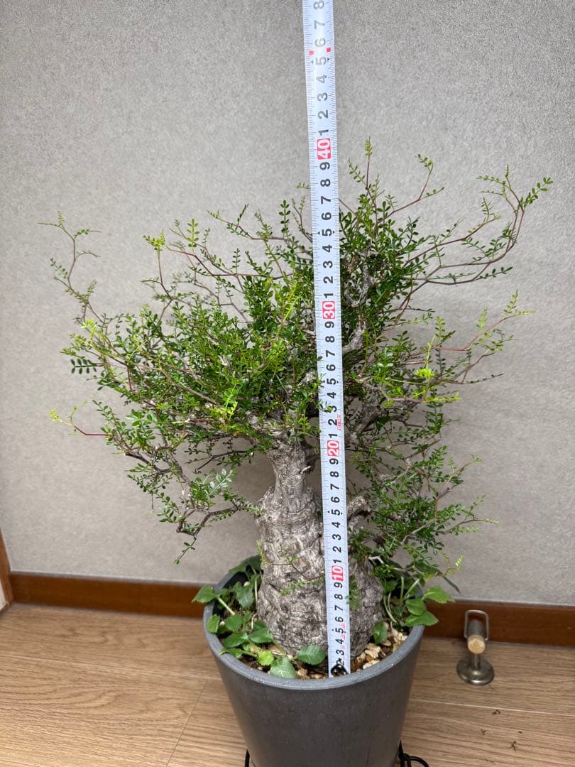 塊根植物・コーデックス Kawasakiz1