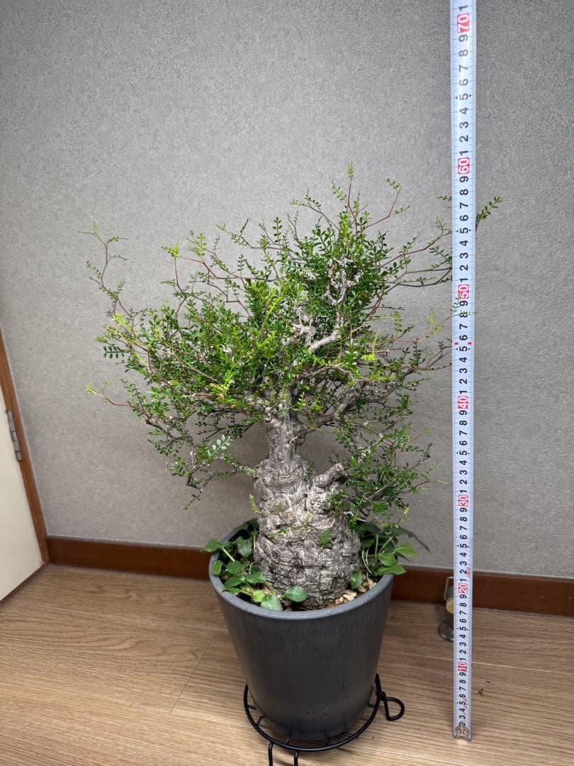 塊根植物・コーデックス Kawasakiz1