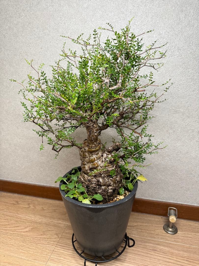 塊根植物・コーデックス Kawasakiz1
