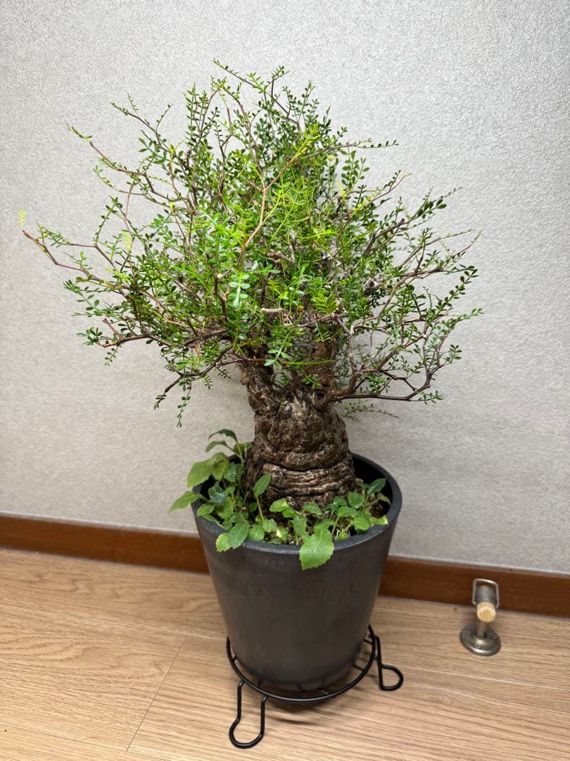 塊根植物・コーデックス Kawasakiz1