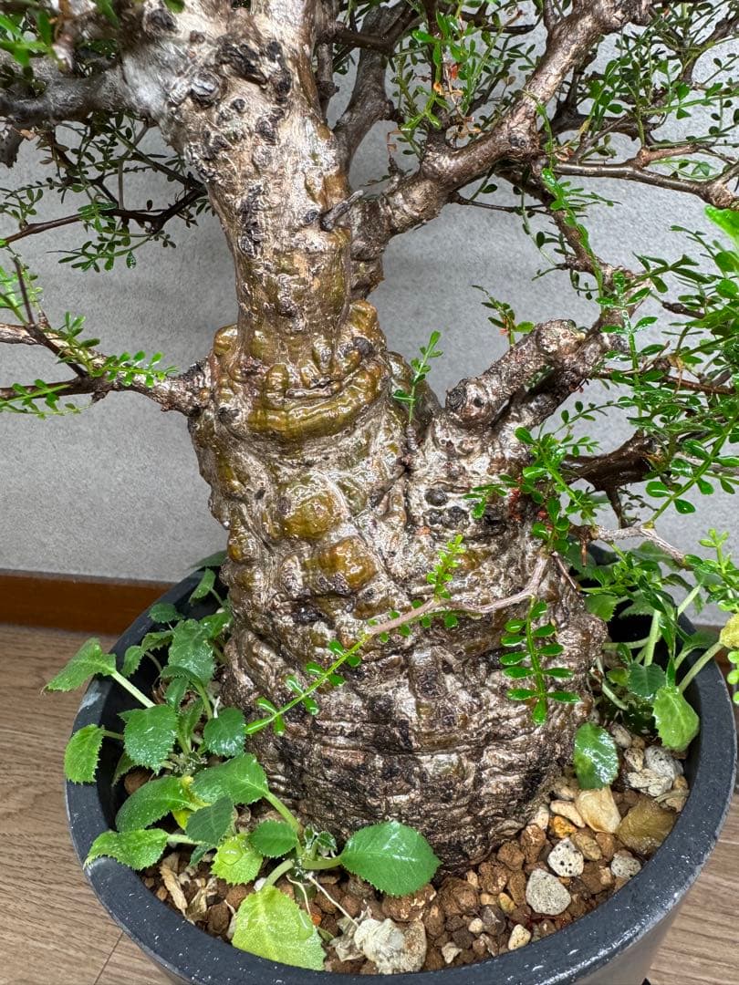 塊根植物・コーデックス Kawasakiz1